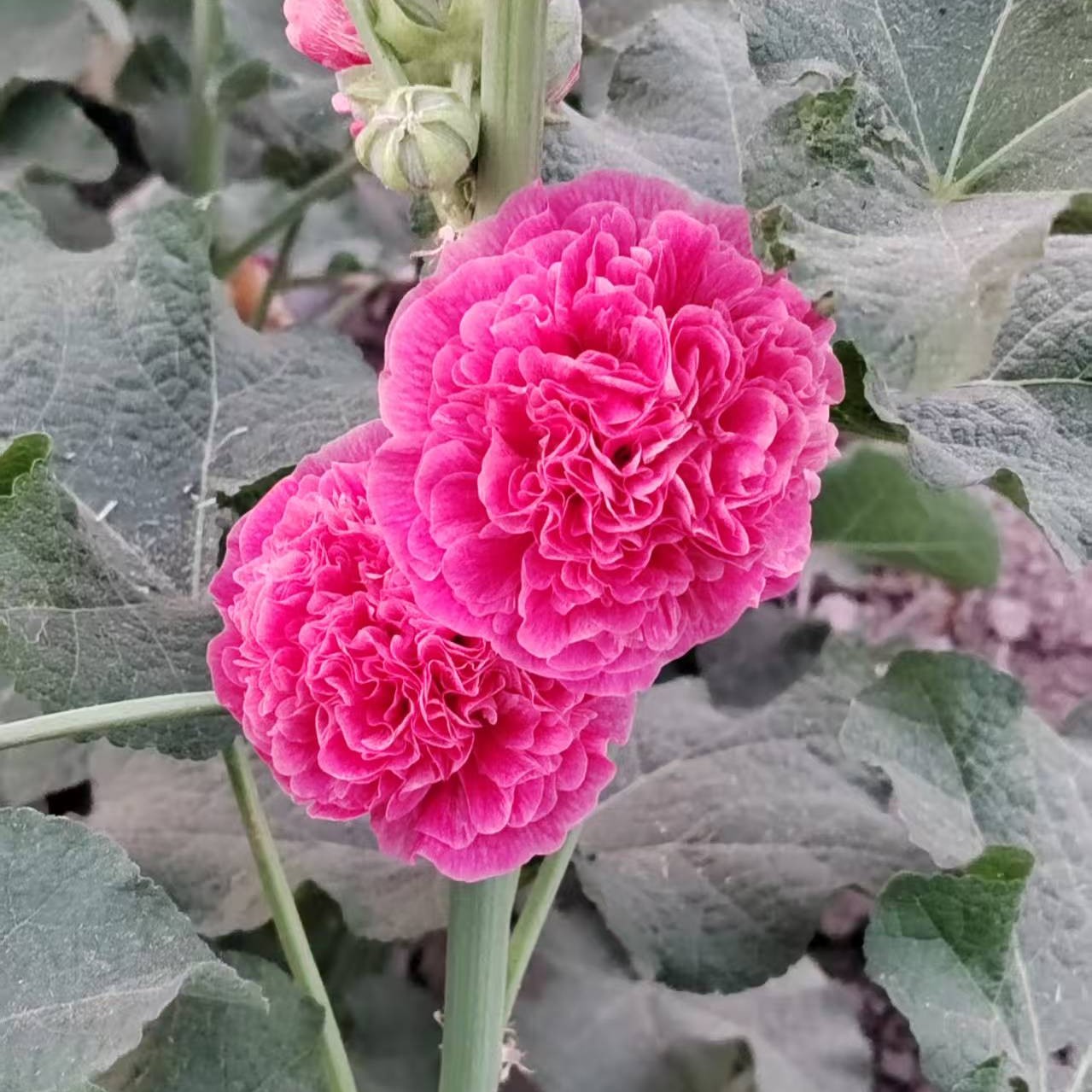 自培育大花重瓣蜀葵梦幻红