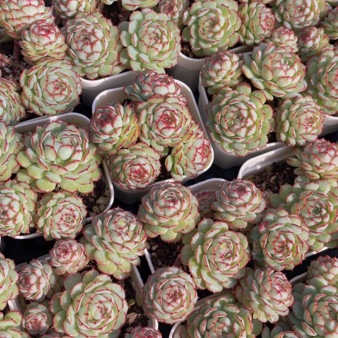 量拍17号小红船小红p群生一个