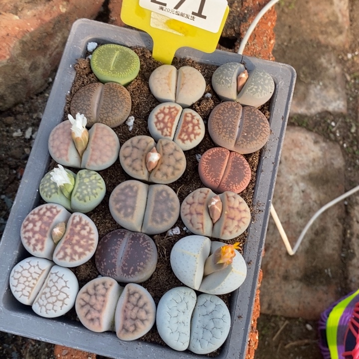 ****a生石花等植物的生长271