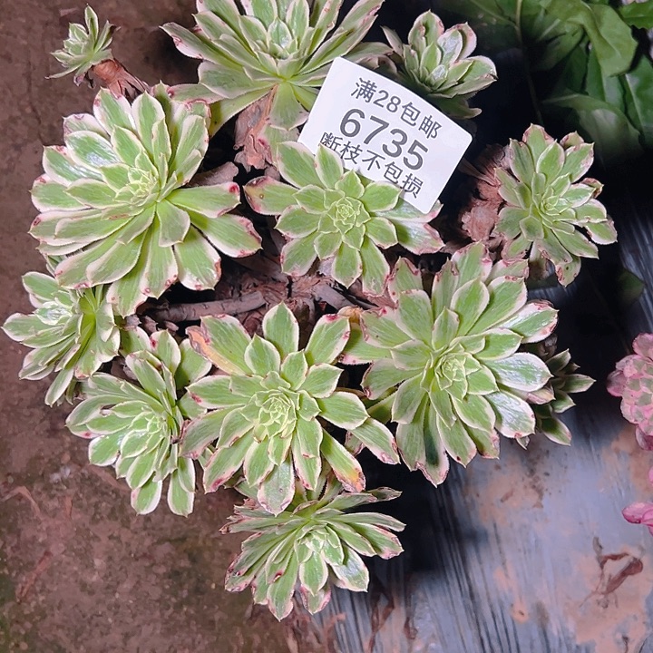 6735碧浪多肉植物