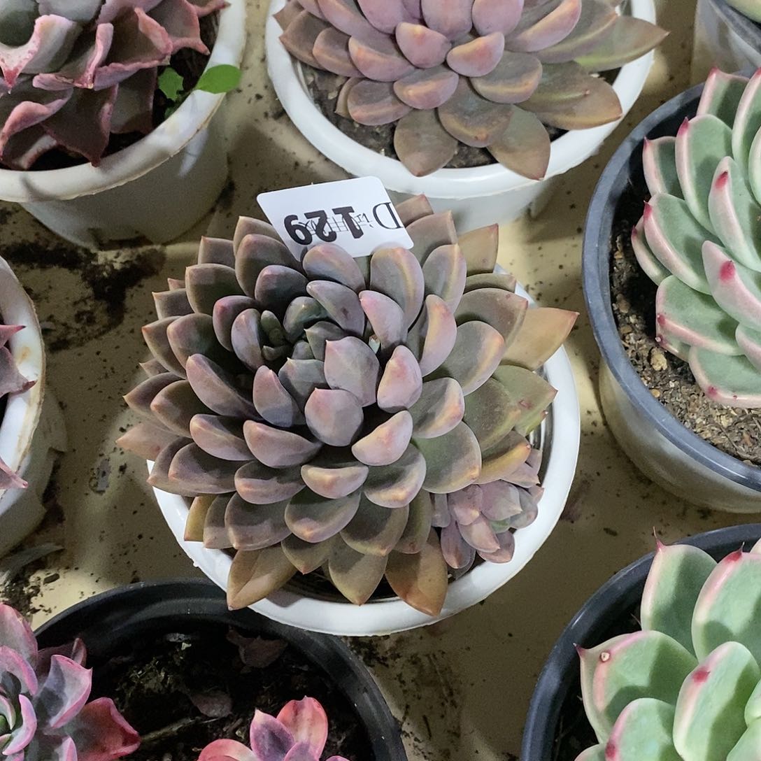 小**资129象牙多肉植物