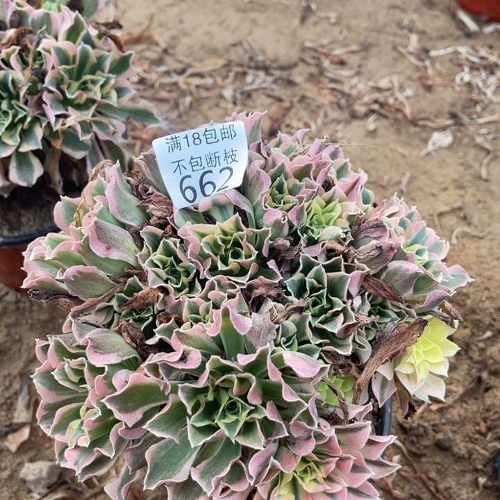 662白凤绣球4法师