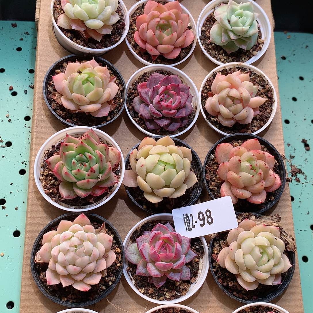 2-98一物一拍带盆18颗