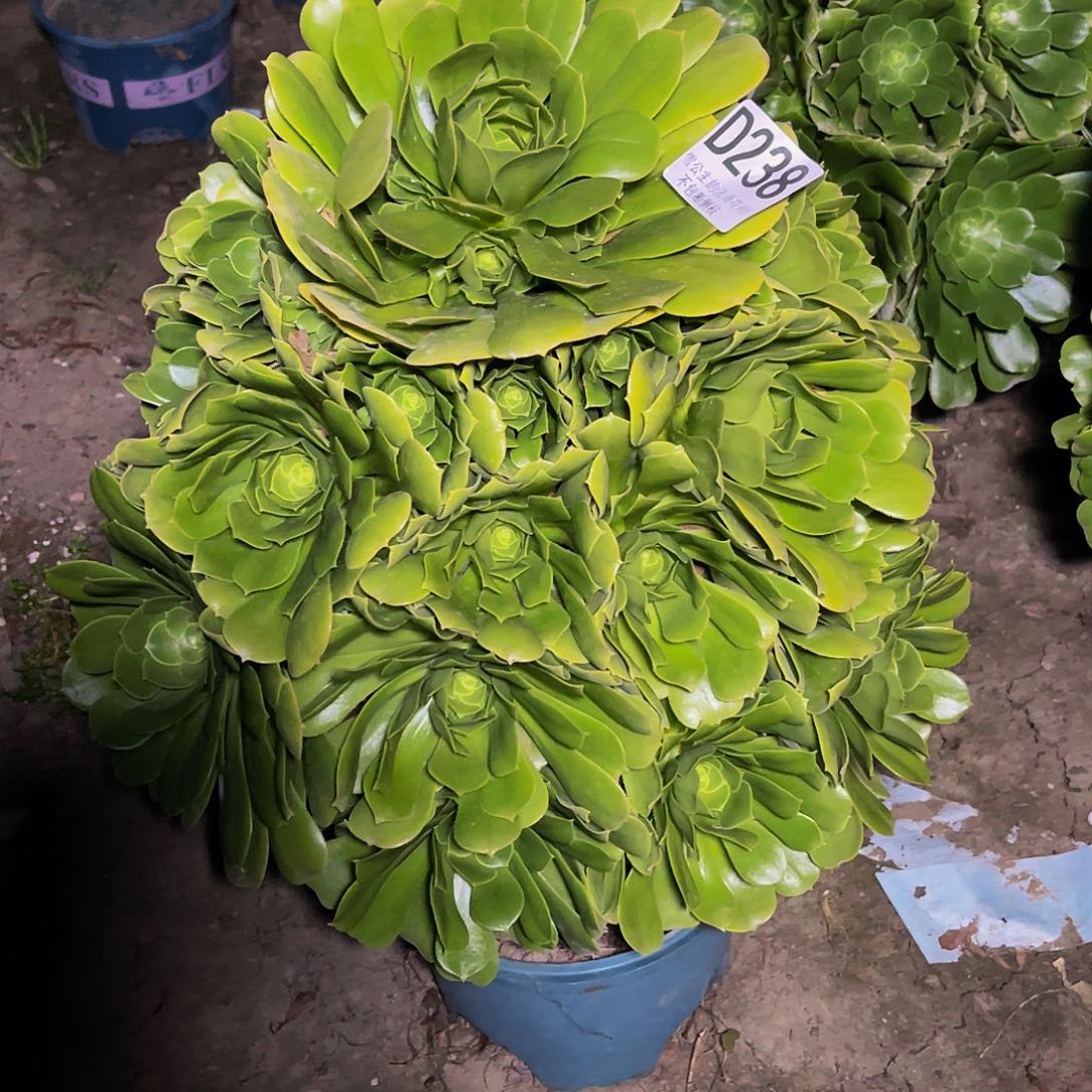 法师法师15-9包邮法师