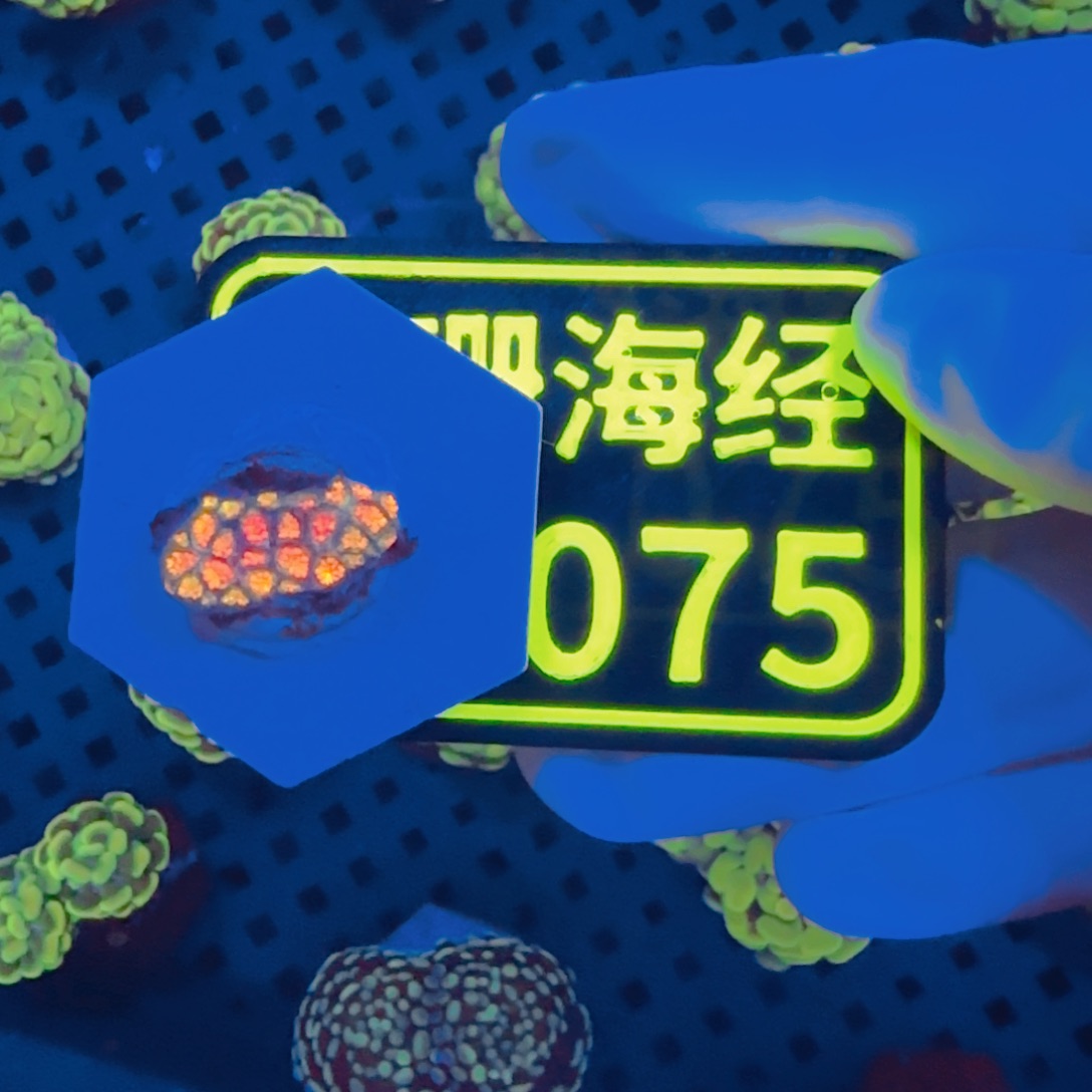 邝***跑纽扣珊瑚晓晓不包邮澳彩原石C075