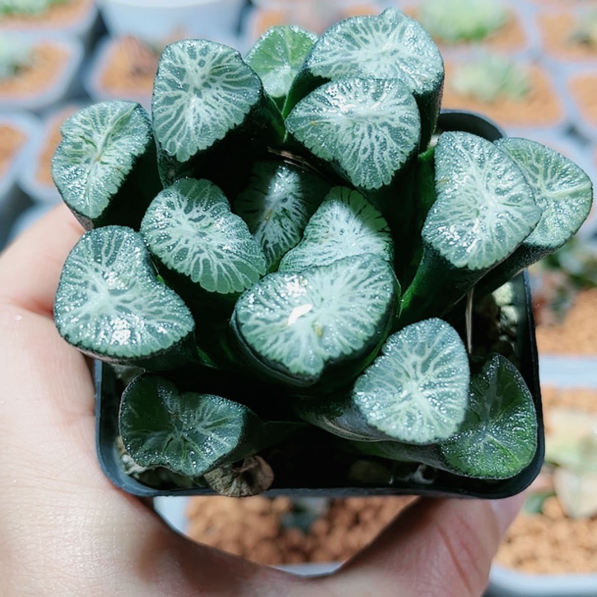 【闪购商品】白妙万象