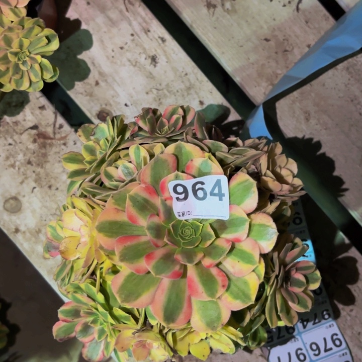 964雨荷多肉植物不售后