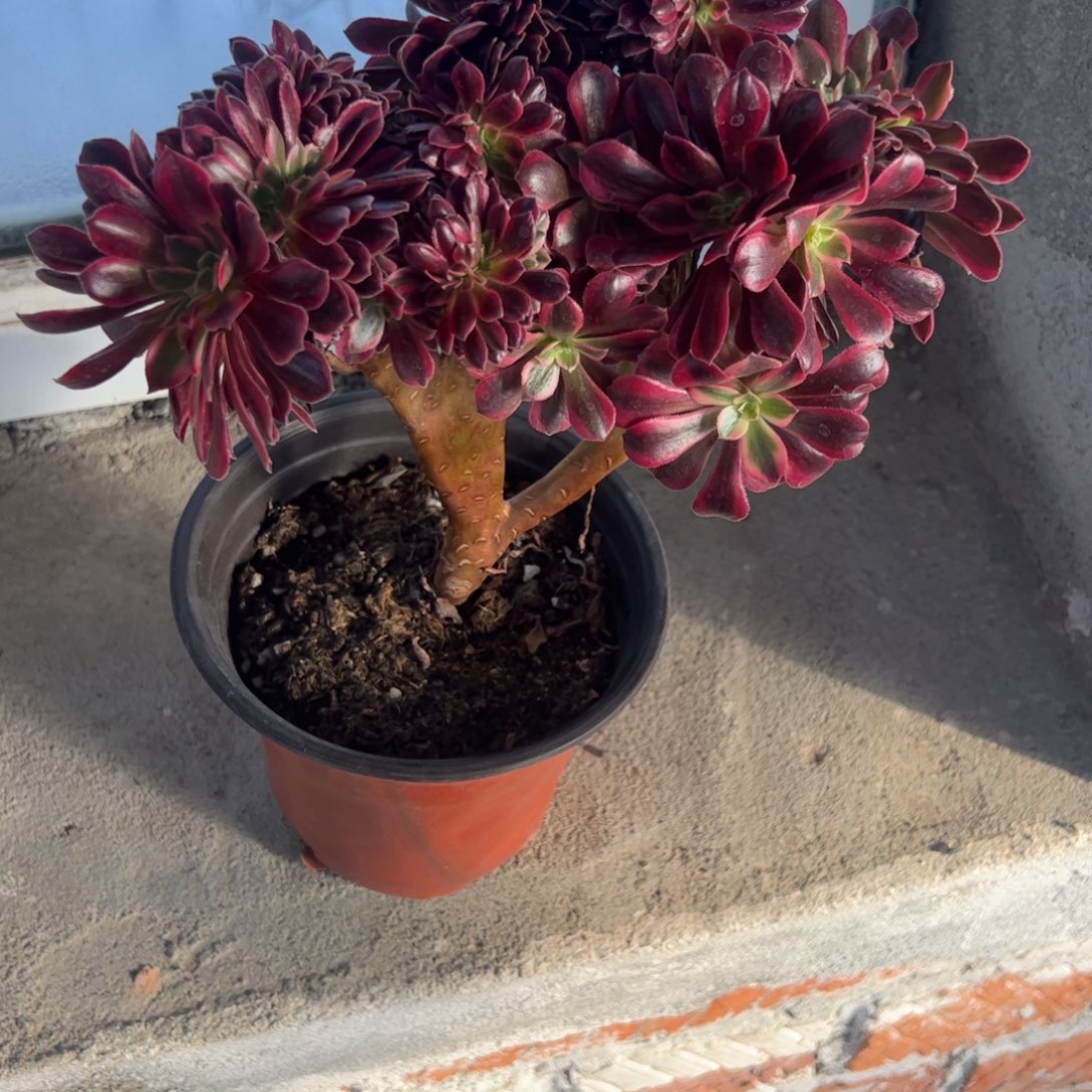 y***梦美杜莎缀化多肉植物