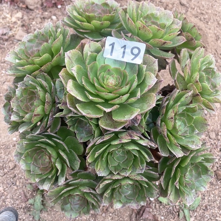 119多哦肉植物万拉丝