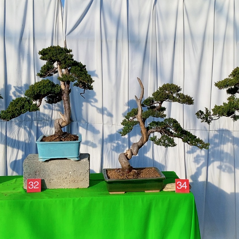 【闪购商品】完全开放花****车