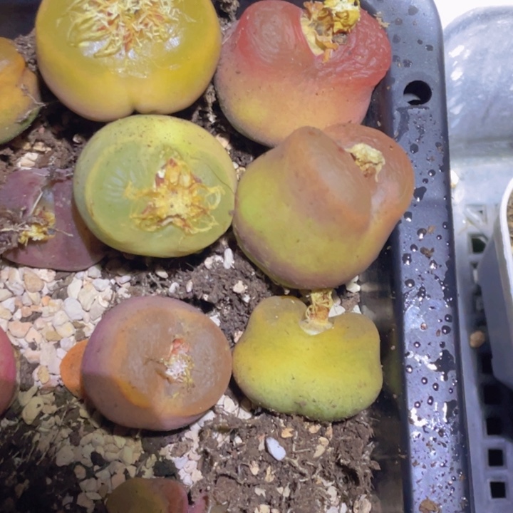 4888888888689689588888