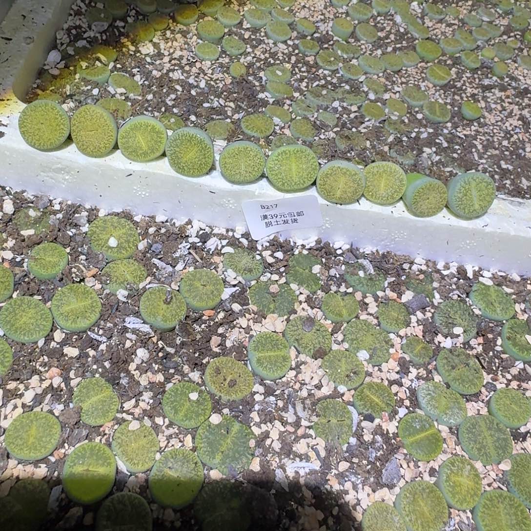 楚***钟217多肉哈哈哈哈哈哈哈哈