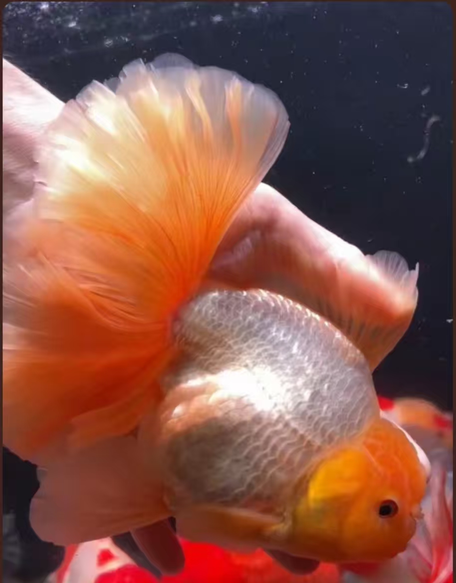 精品百褶泰狮金鱼