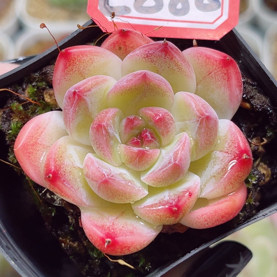 E888一物一拍 窈窕