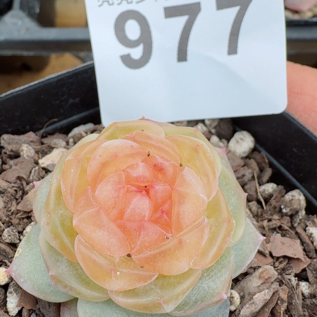 黄桃         精品多肉