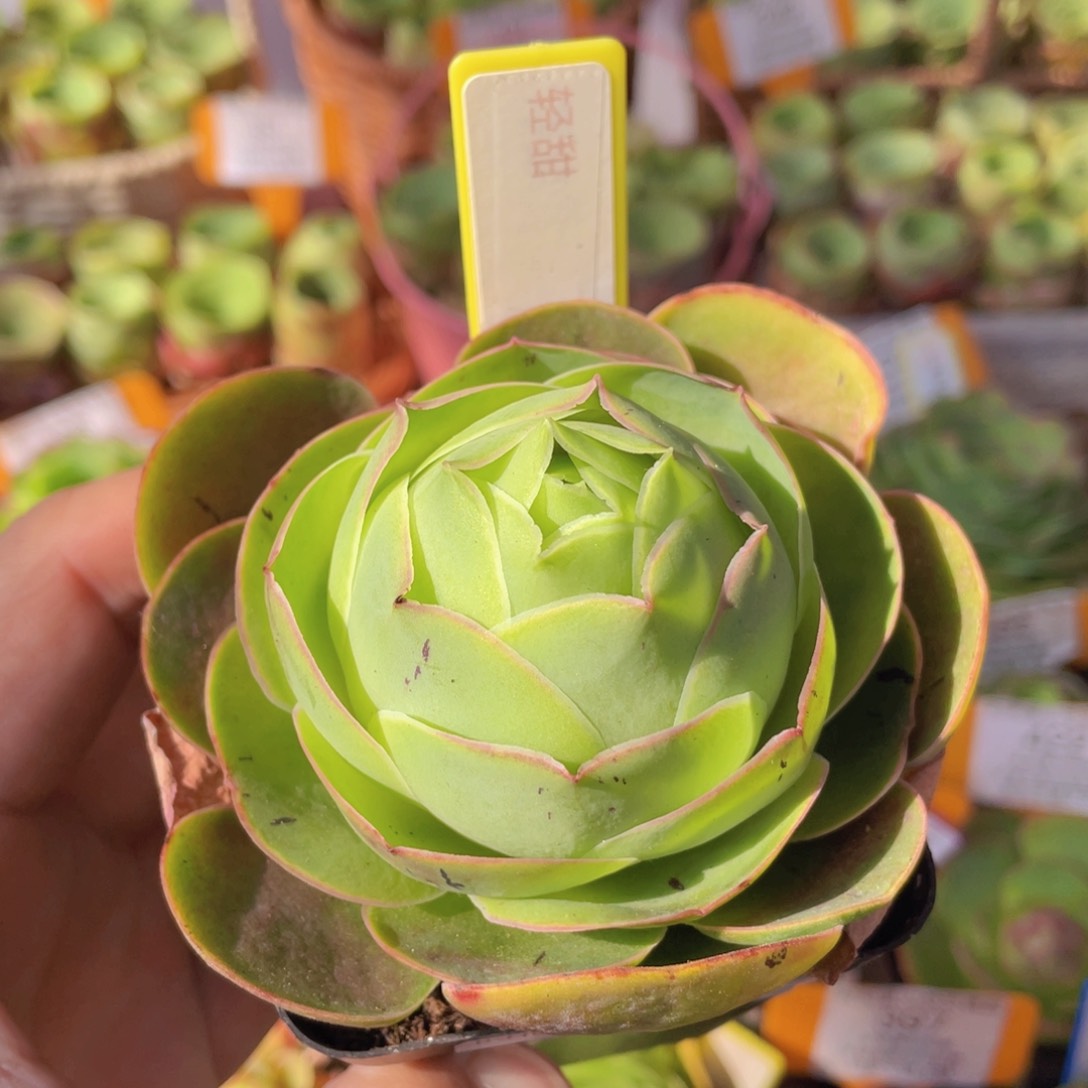 轻甜248一物一拍