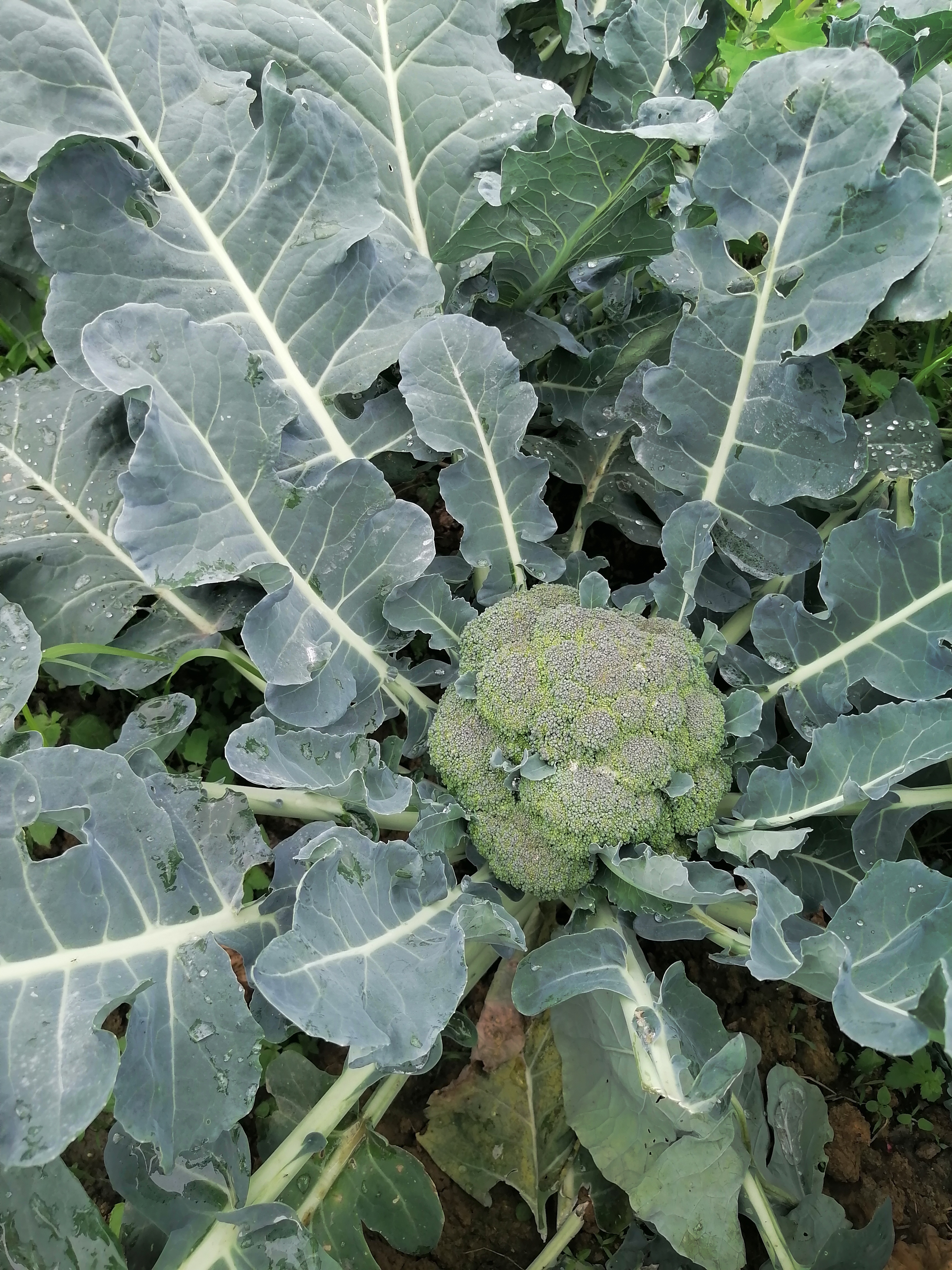 贵州高山农家露天自种西兰花，现摘现发