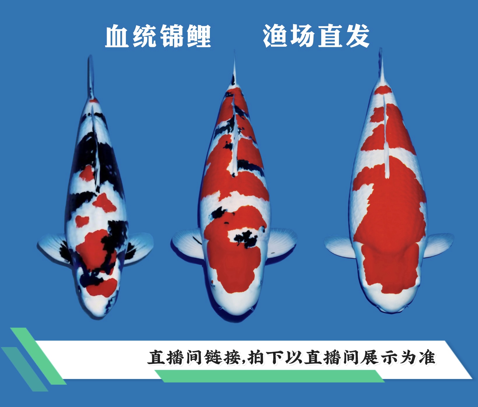 【进口血统】精品锦鲤单尾观赏鱼直播专用链接（锦鲤发顺丰到付）