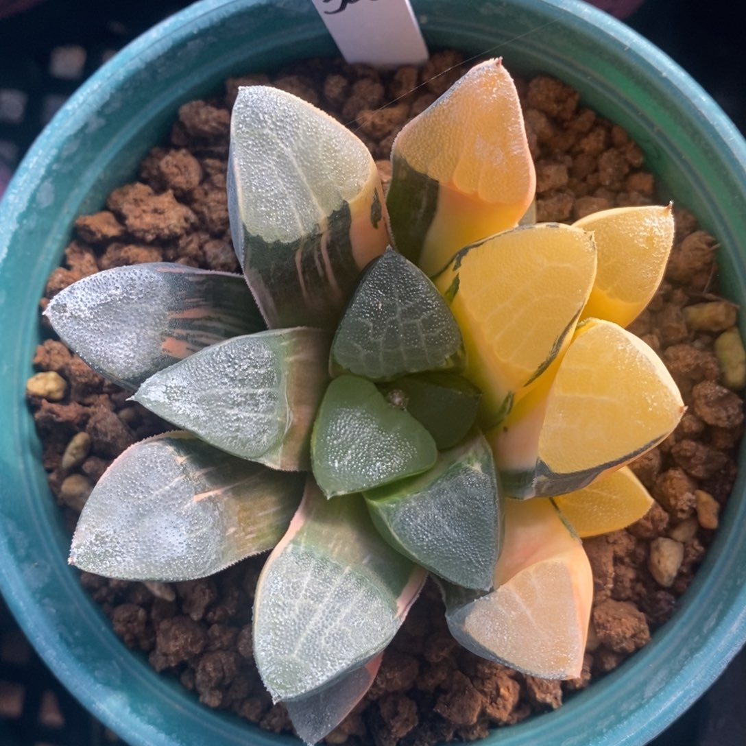 一颗实生大克锦。  