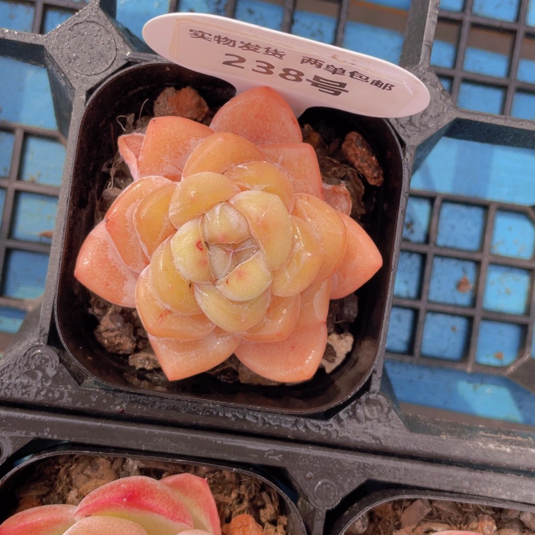 238号油透大白兔单头一个