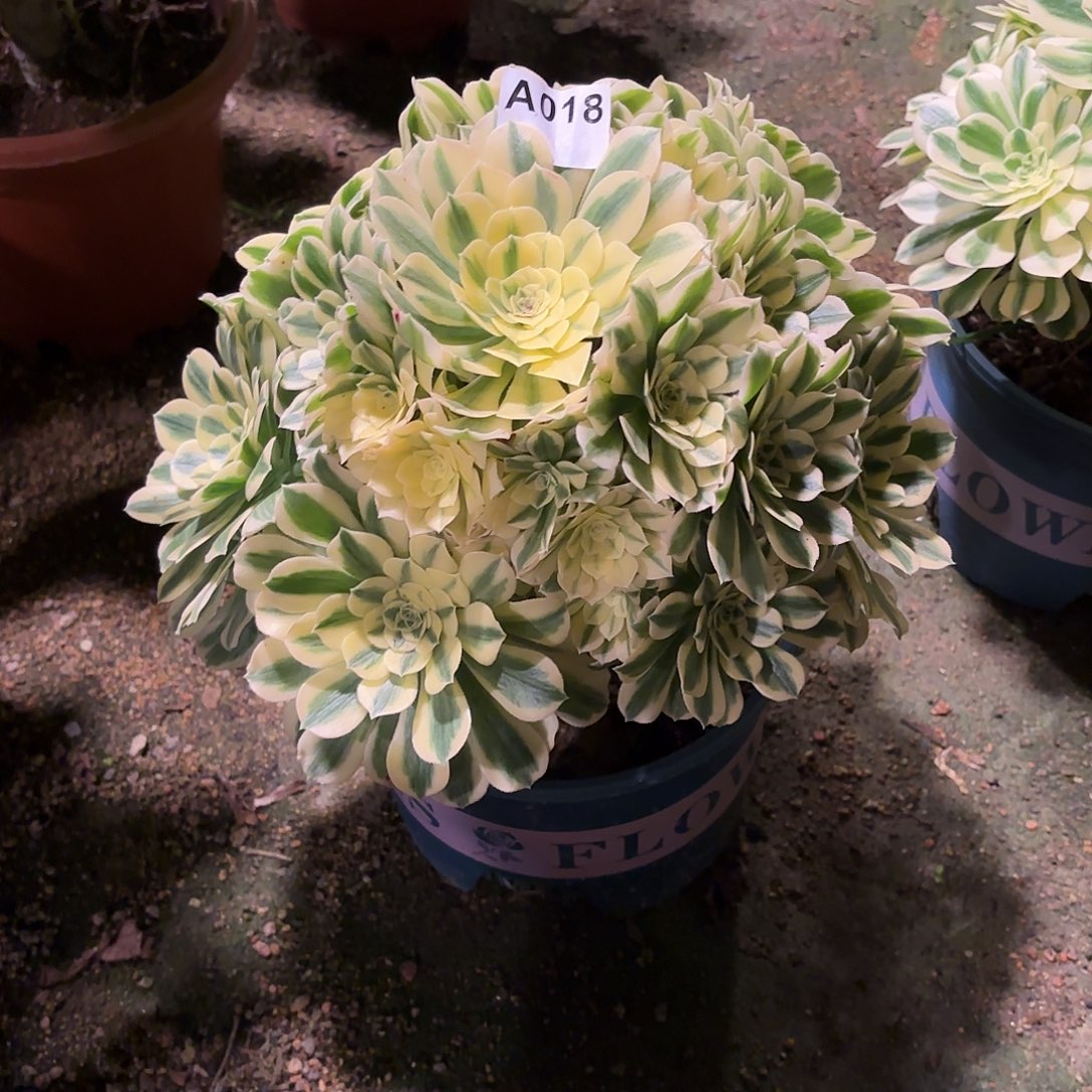 多肉法师迈巴赫018