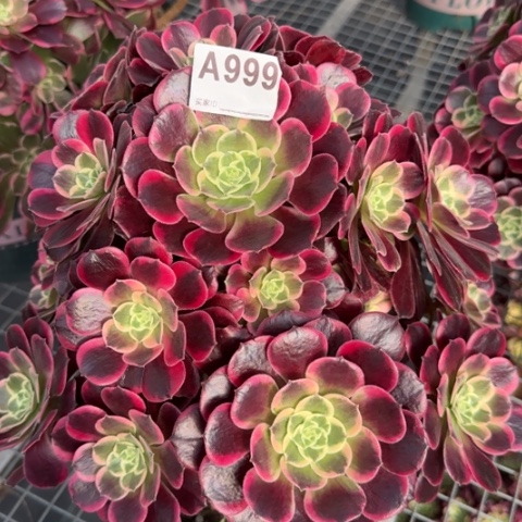 999金丝雀30厘米左右