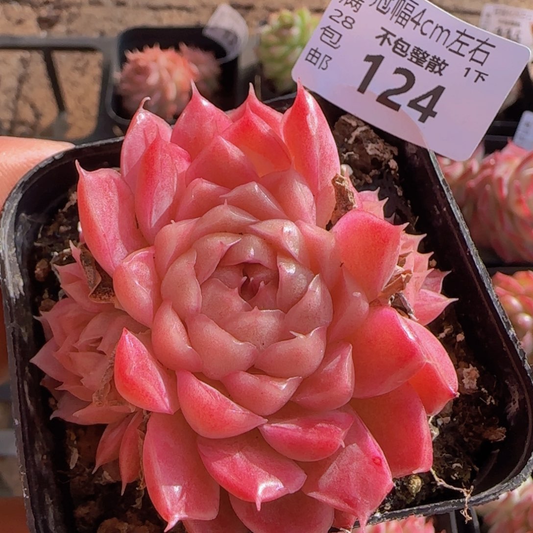 全场满28包邮女王一颗