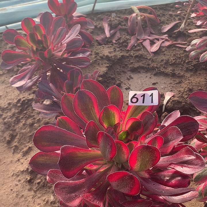 611香奈儿多肉植物1
