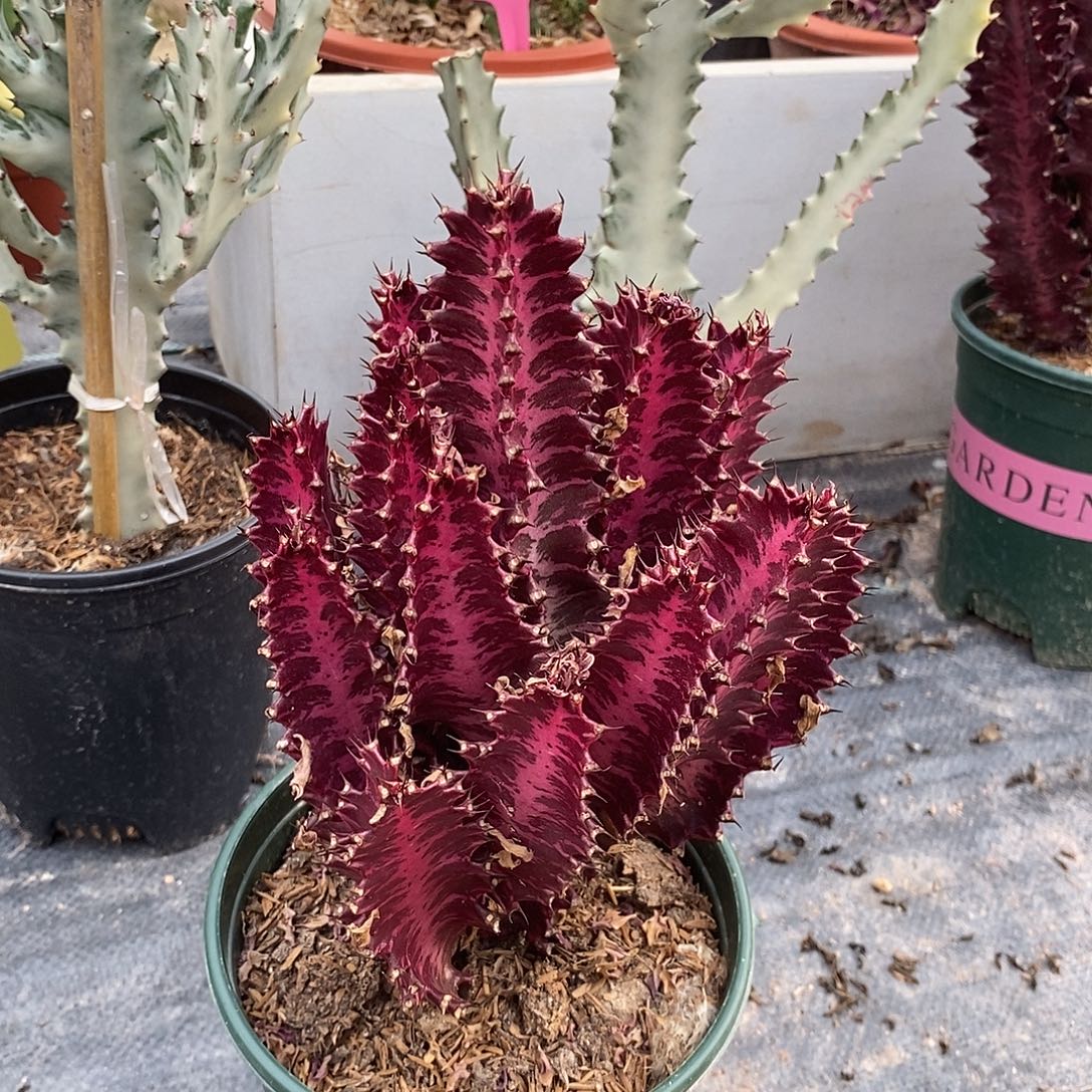 大红龙骨一物一拍