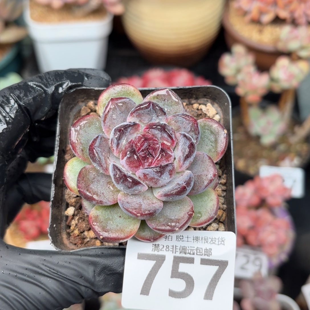 黑冰单头无盆土发货