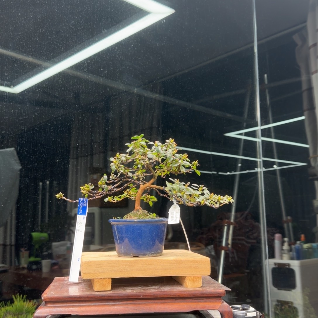 焯***庄无花朵花卉苗木花卉