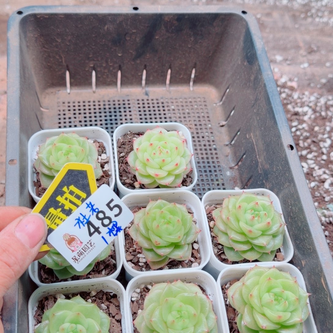 多肉植物多肉植物