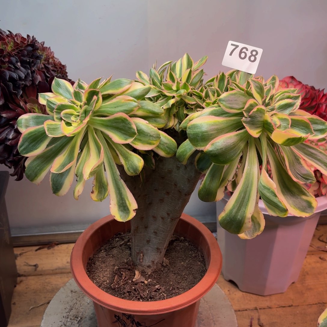 多肉法师燕姿锦缀768