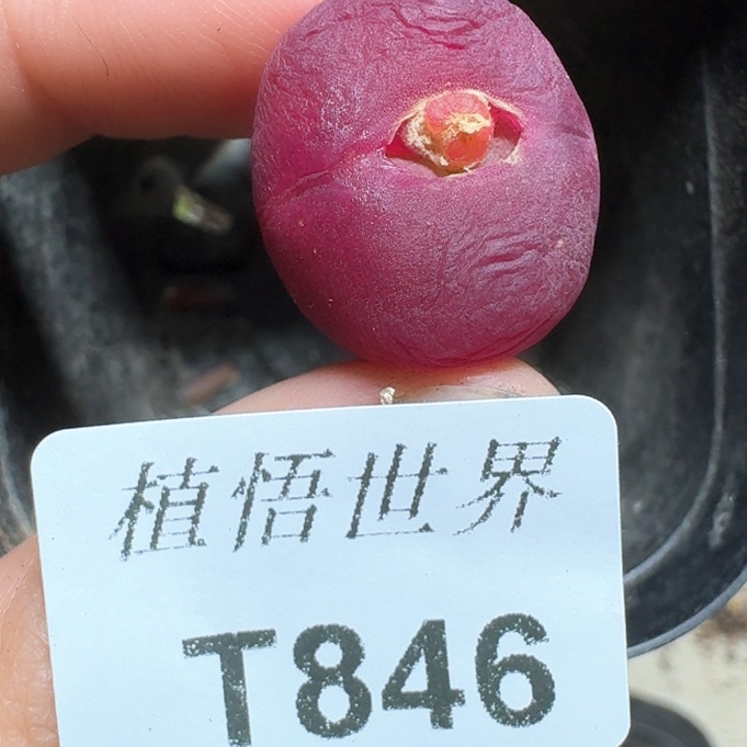 846号多肉植物提取c g h