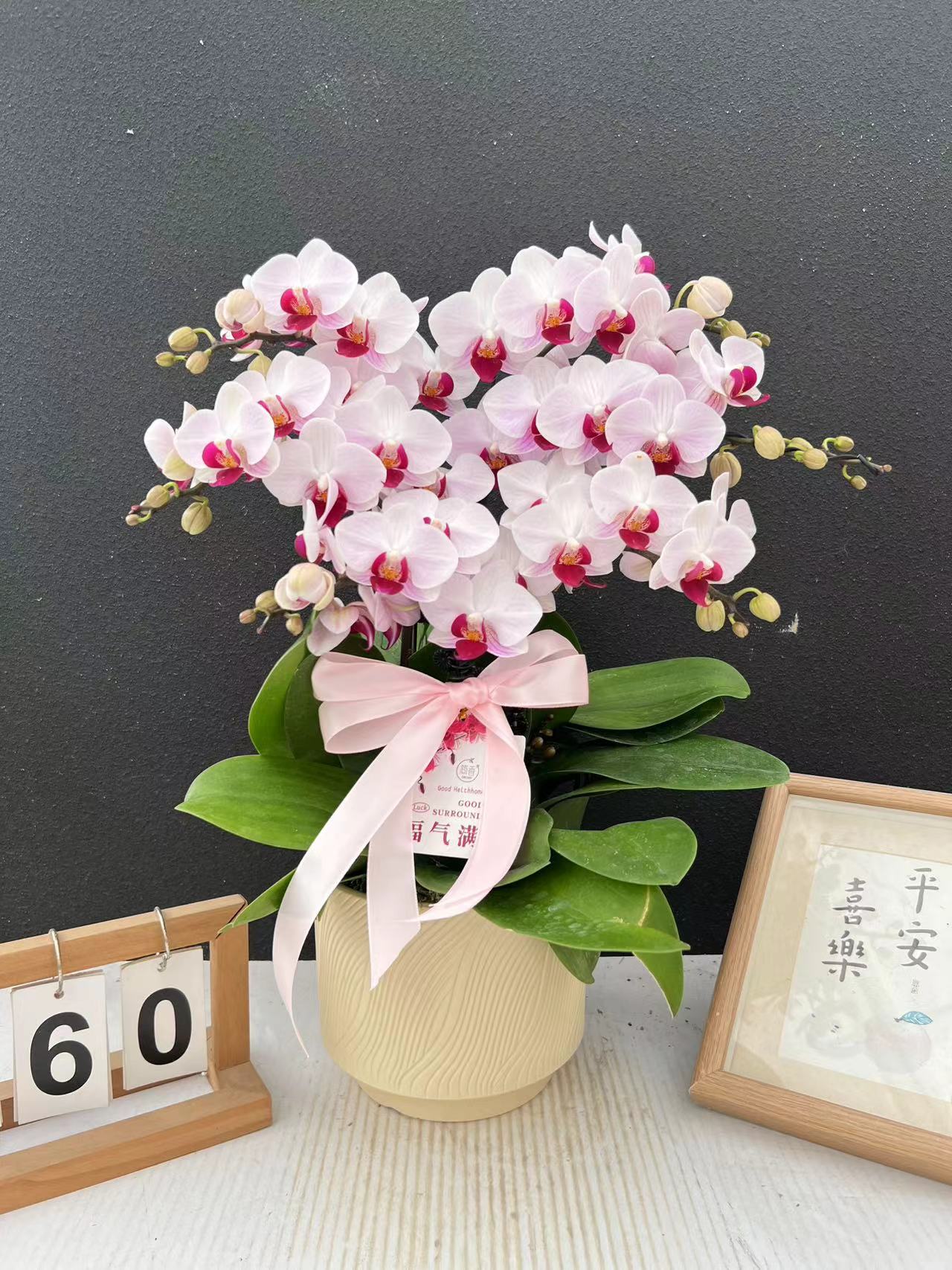 （貂蝉）桌面款艺术造型蝴蝶兰组盆高端花卉