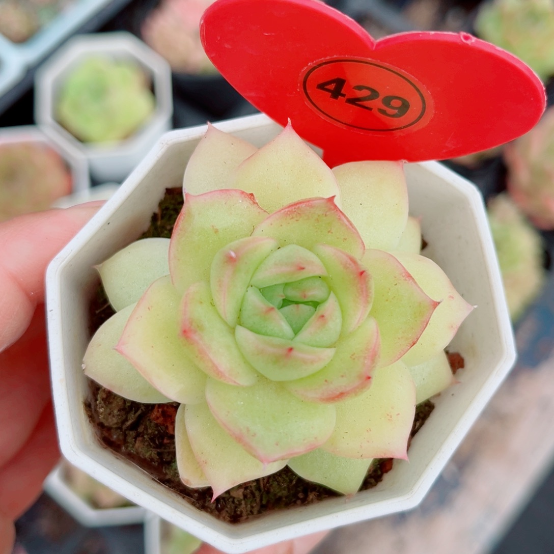 429号珍妮麦秆单头