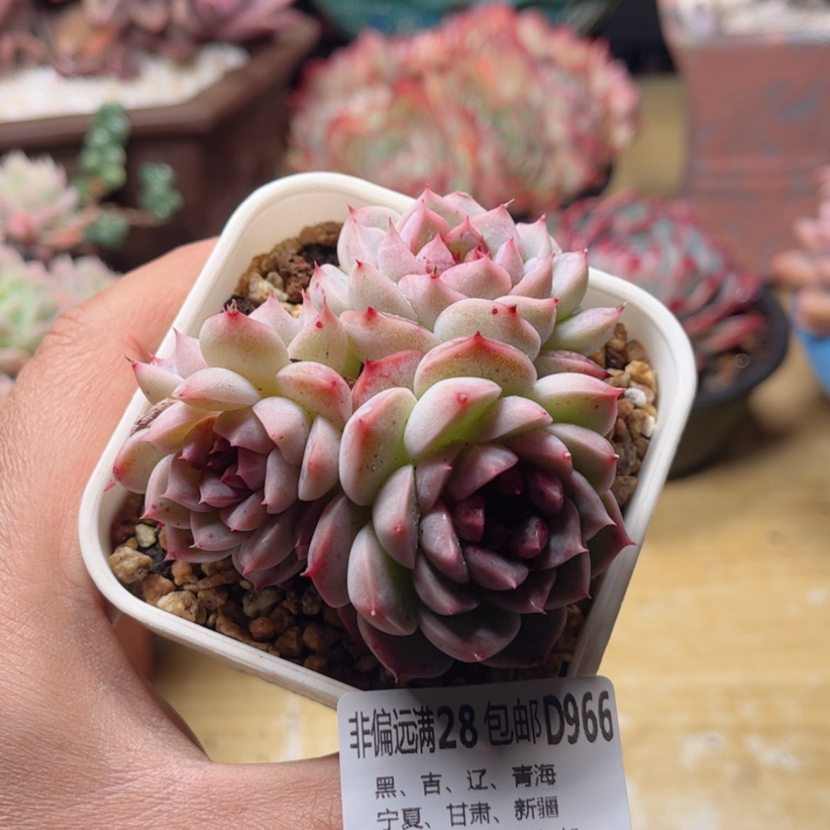 【闪购商品】966天鹅绒