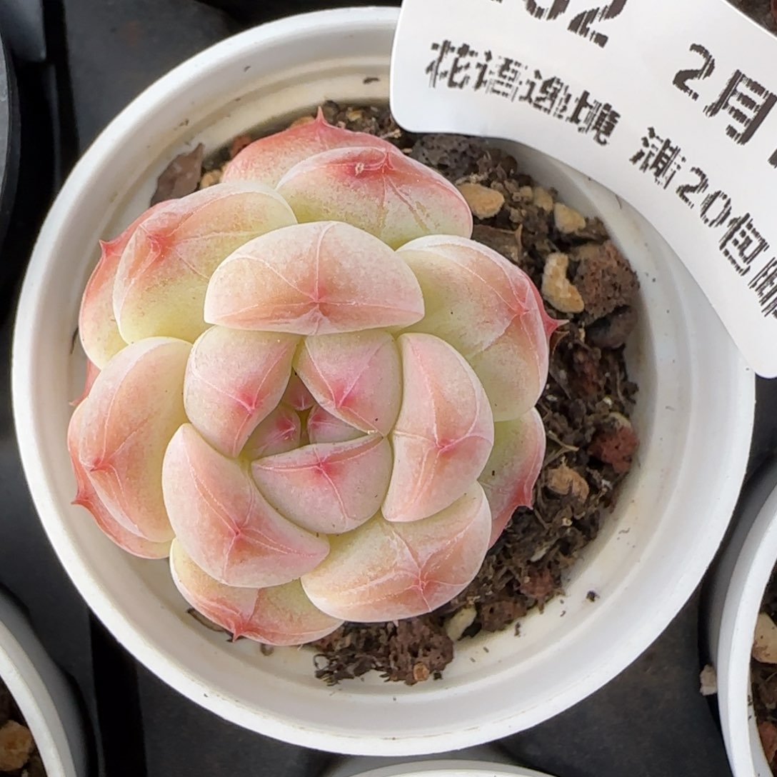 花语逸境0218-262