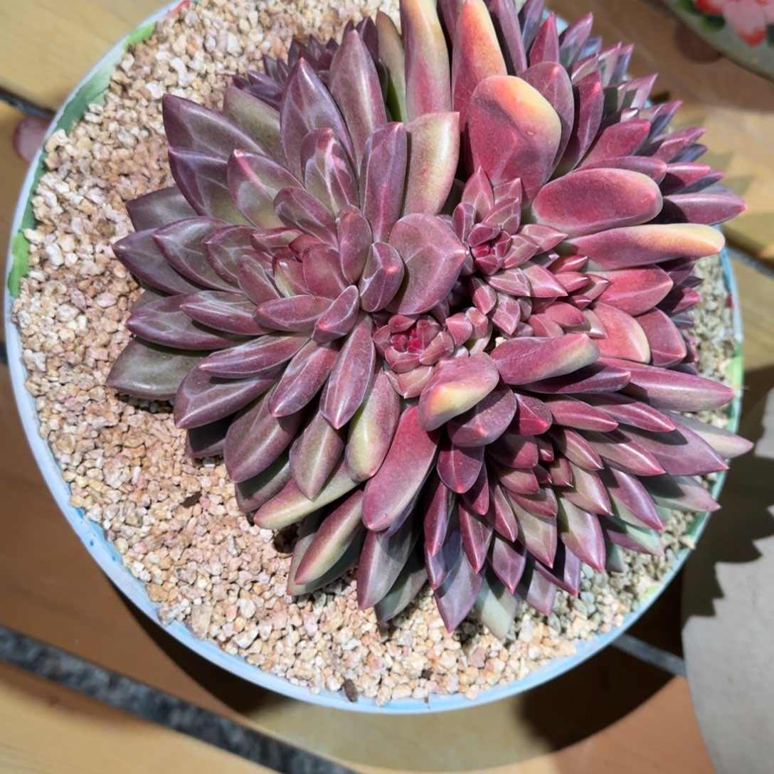 迷雾泡泡多肉植物