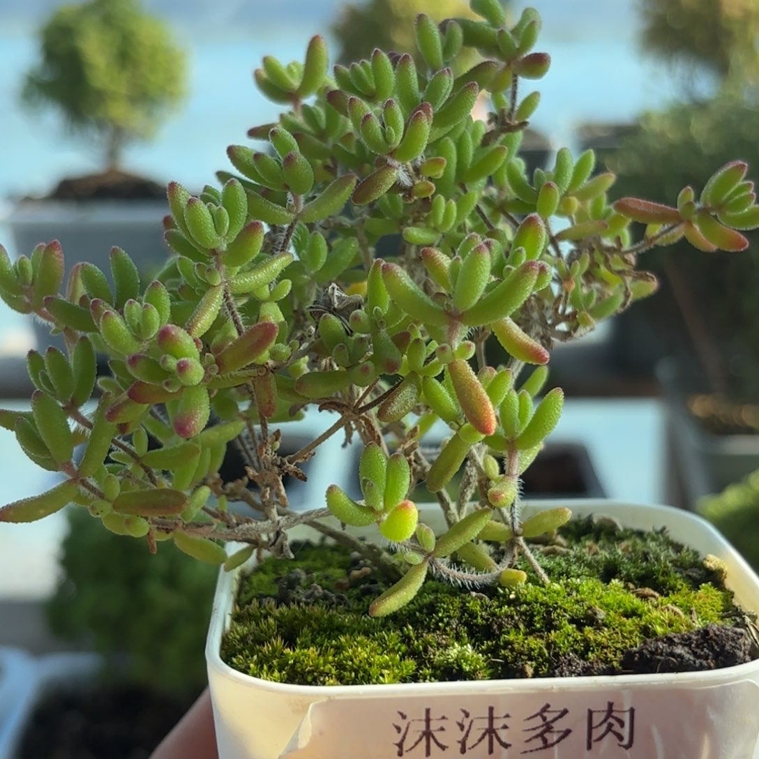 659红宝石枝干番杏