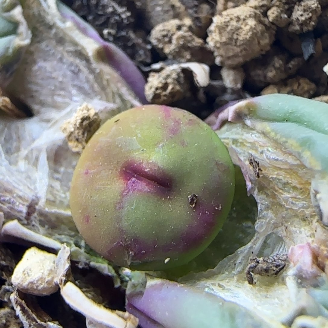 2.16.55/427 小红嘴/多肉植物