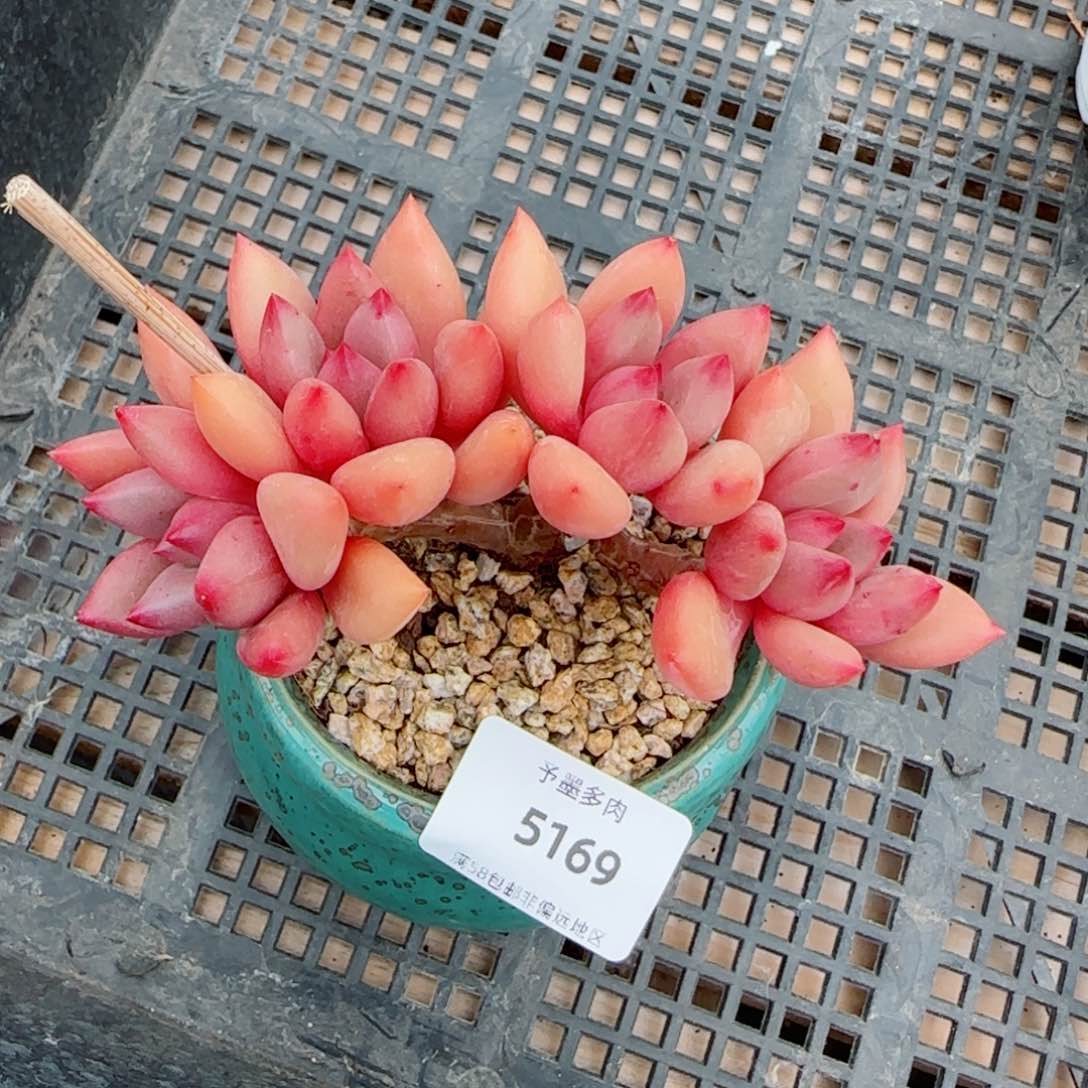 桃花源朵缀，5168多肉