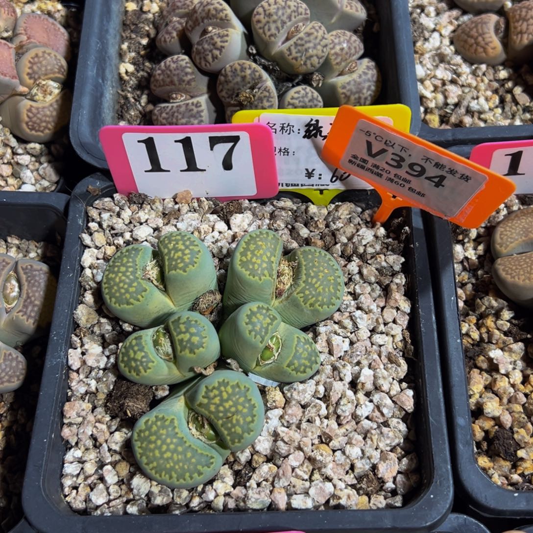 394 一物一拍，默认有伤，介意勿拍，不退不换