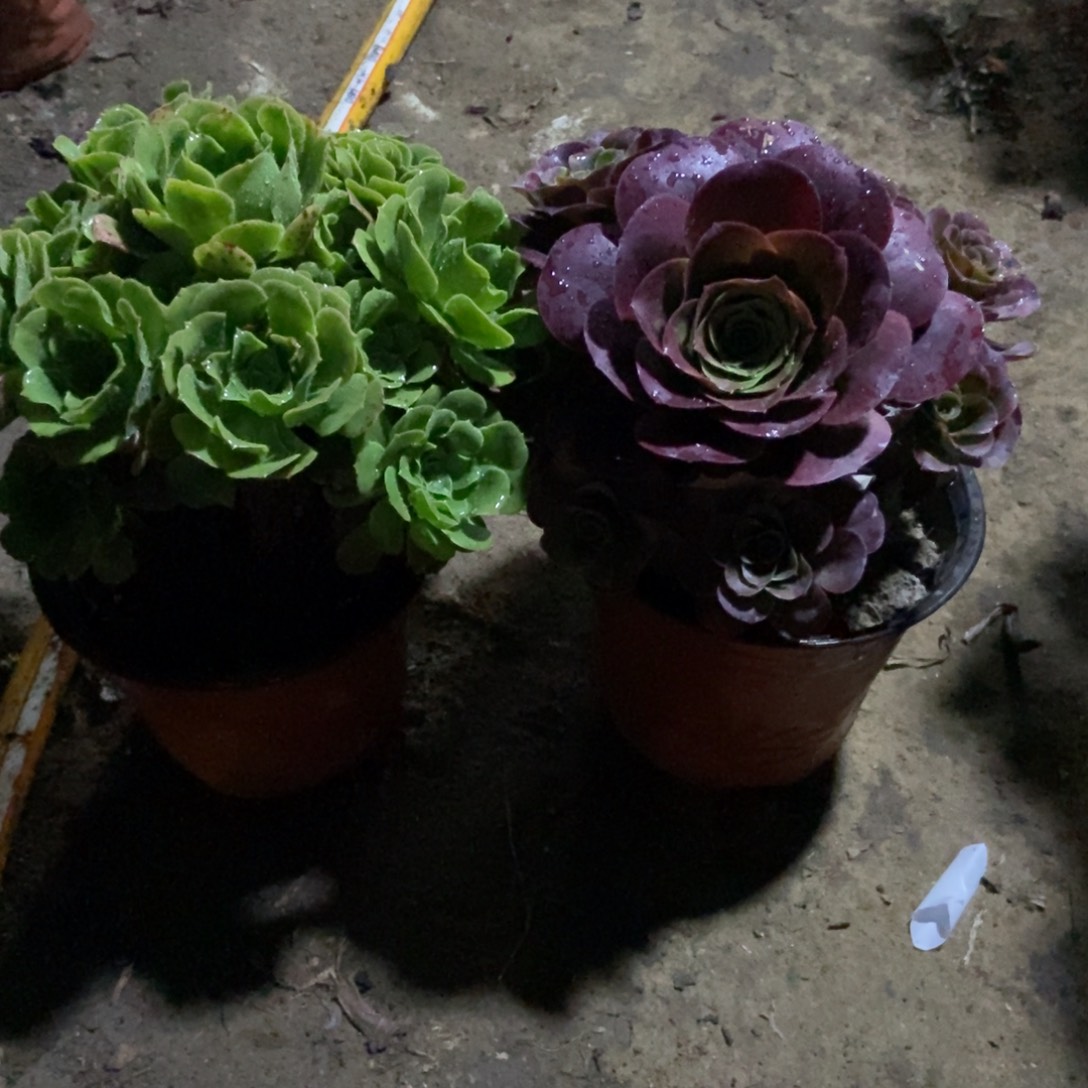 无花朵链接两颗不重复5