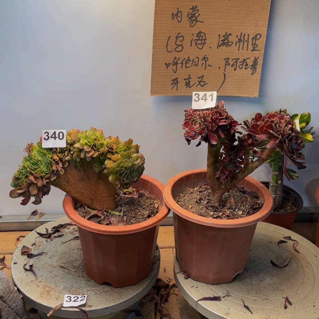 多肉植物缀化组合340、341