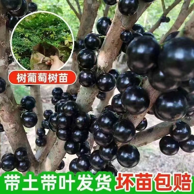 （玲妹妹优选）正宗果树苗一物一拍