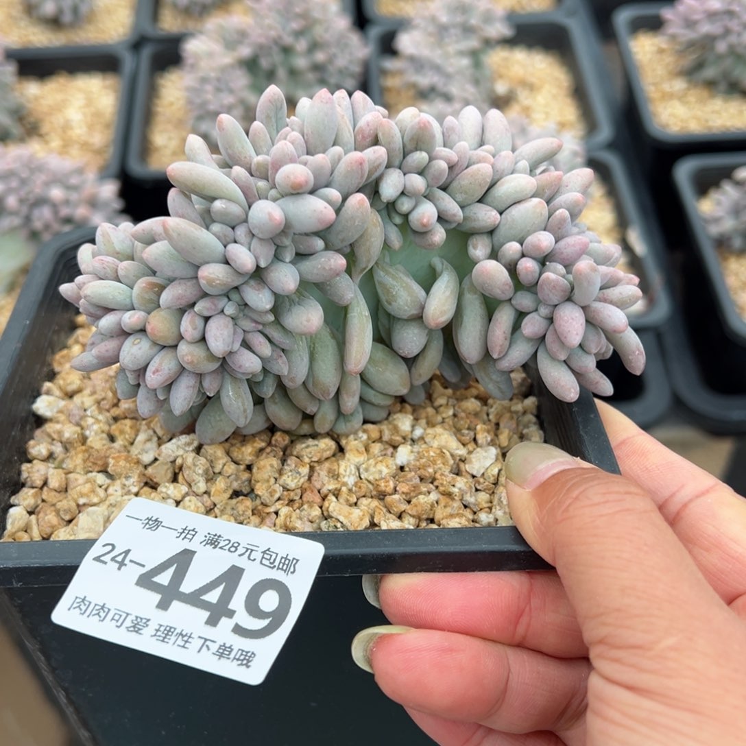 汤圆缀化多肉多肉多肉多