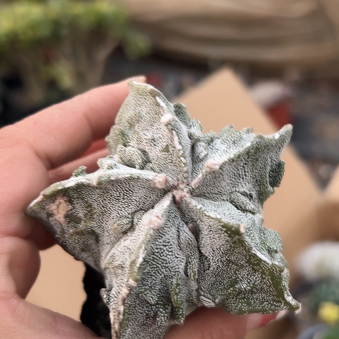 多肉植物多肉植物