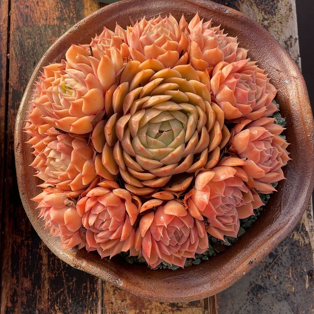 多肉植物一物一拍