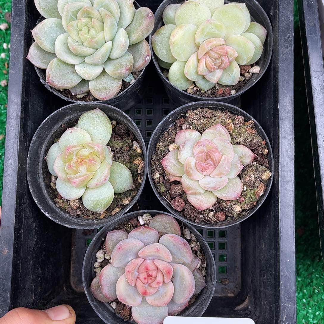 多肉一物一拍9-134